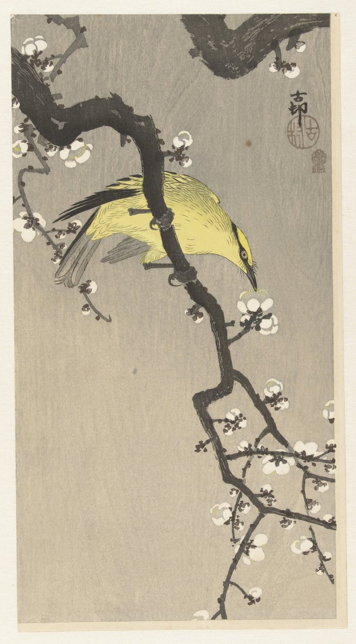 Rigogolo cinese su ramo di prugna in fiore da Ohara Koson