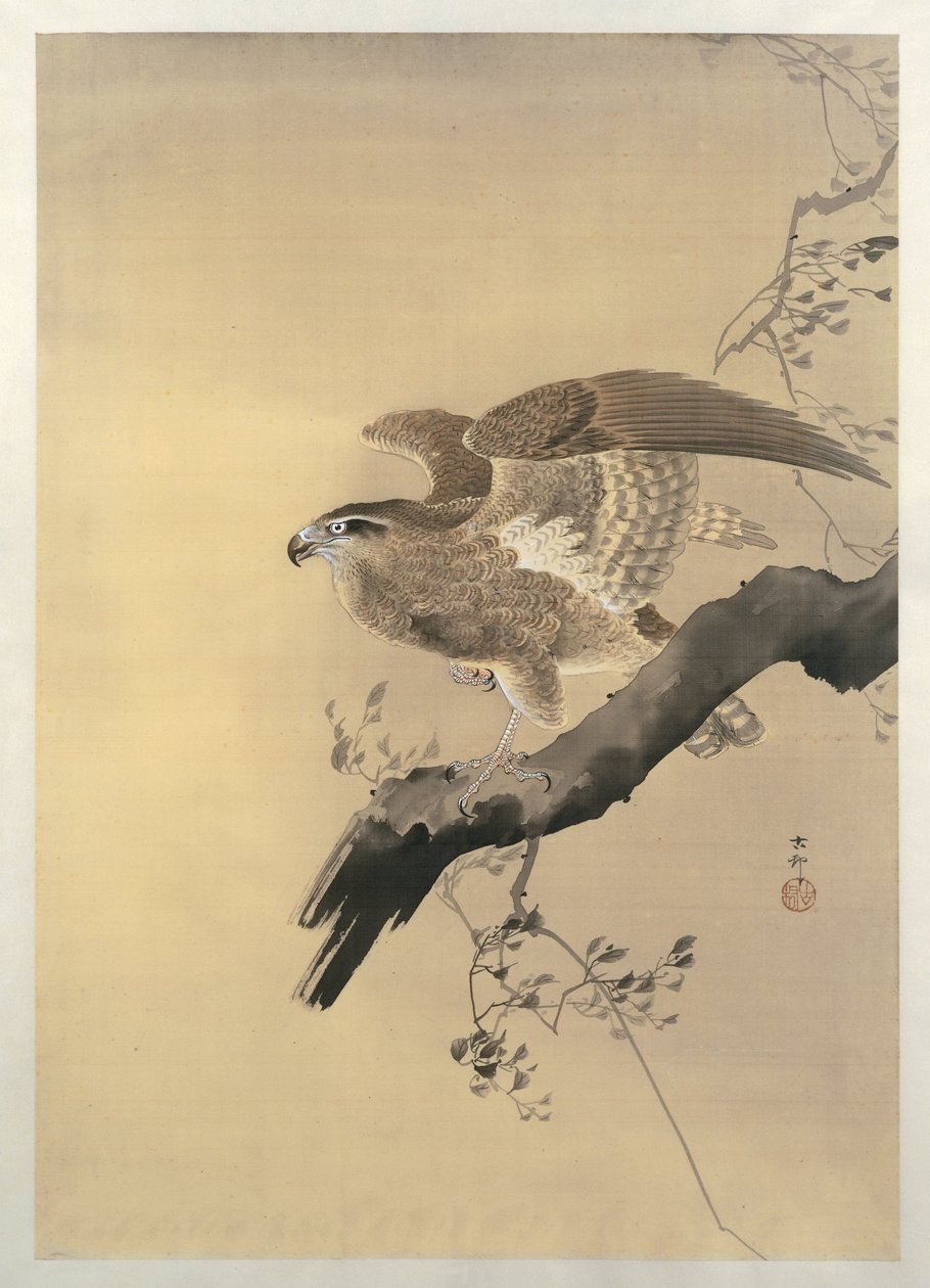 Falco da Ohara Koson