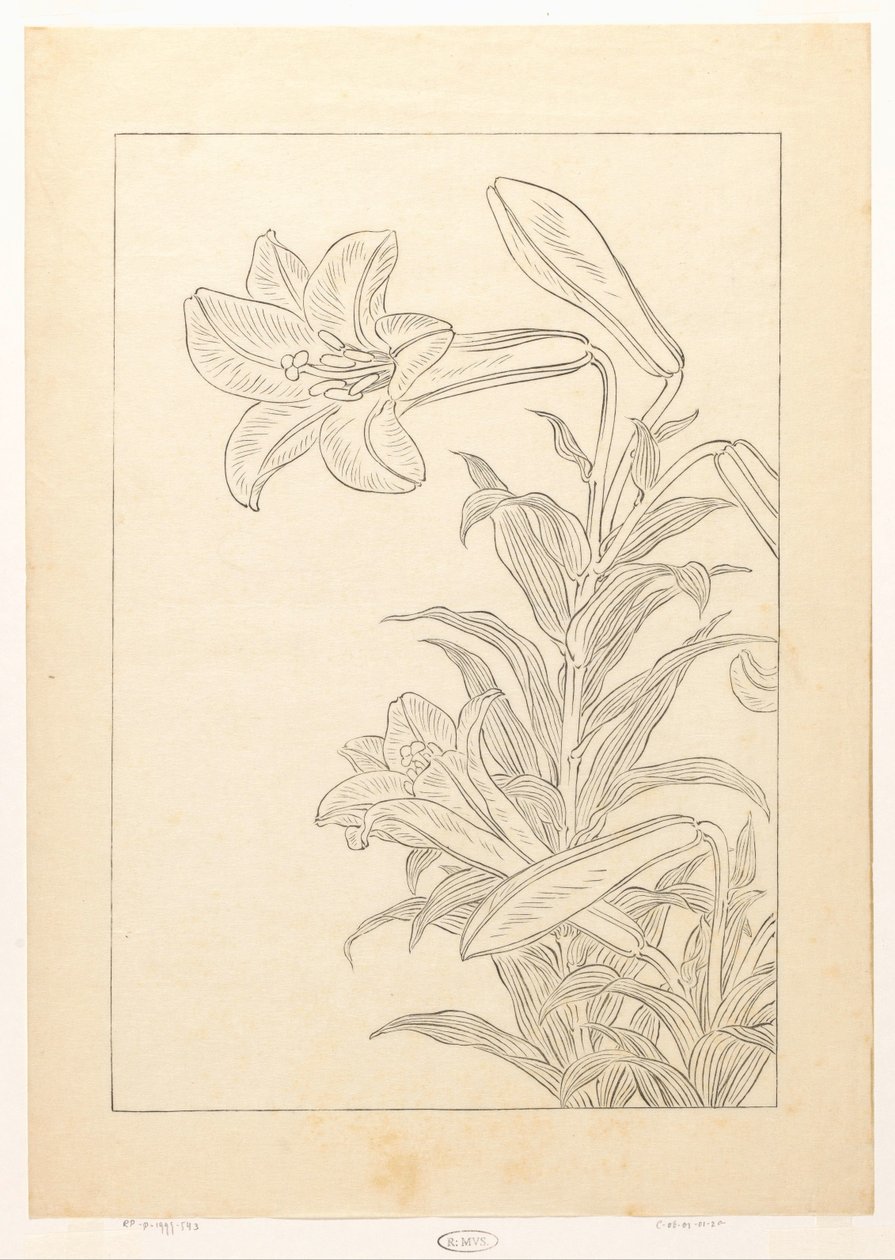 Gigli da Ohara Koson
