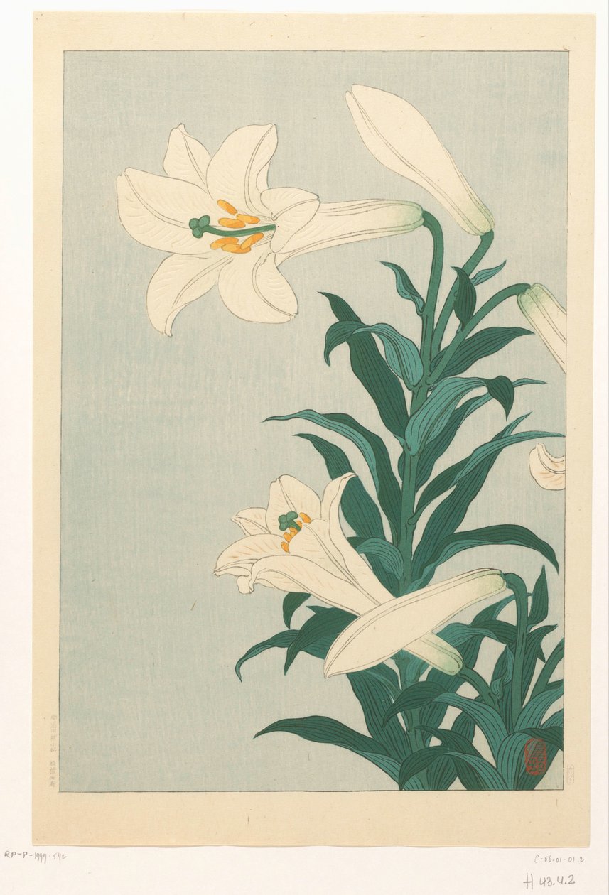 Gigli da Ohara Koson