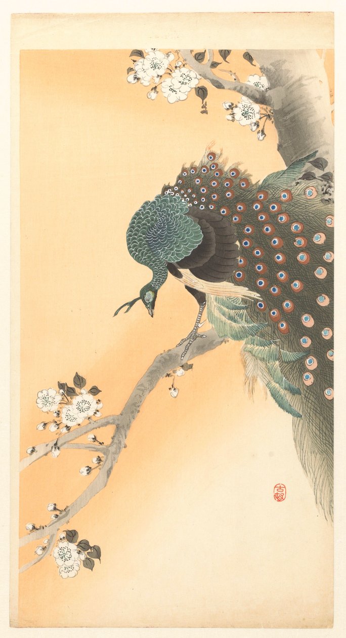 Pavone su un ciliegio da Ohara Koson