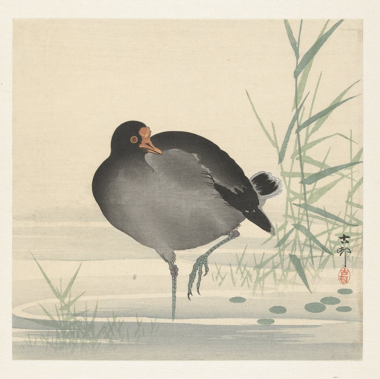 Gallinella d