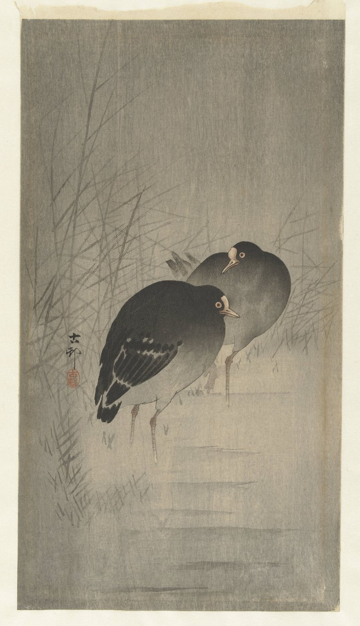 Gallinelle d