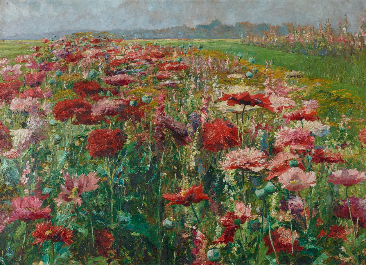 Papaveri in fiore da Olga Wisinger Florian