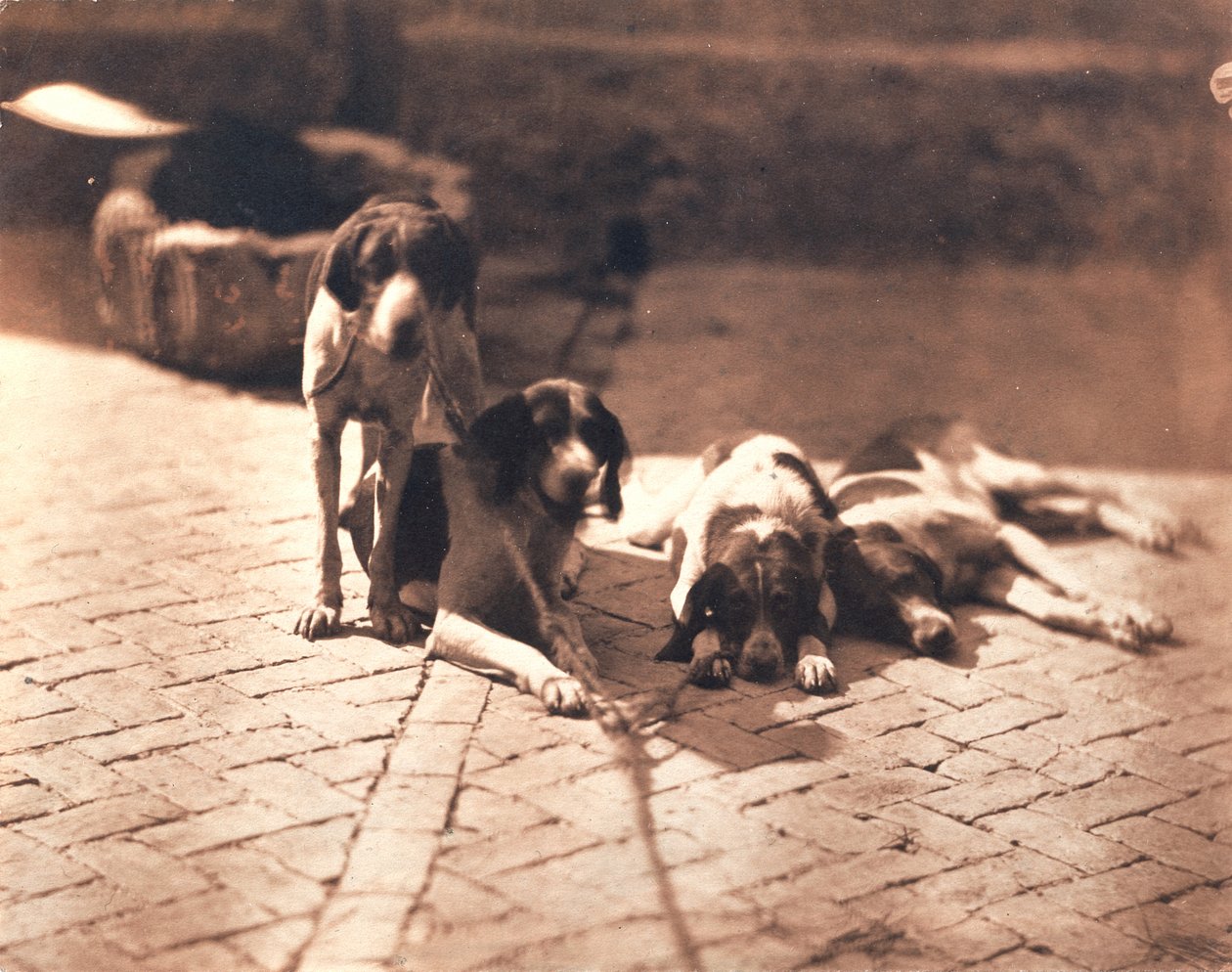 Cani da caccia, 1853 circa (stampa su sale) da Olympe Aguado