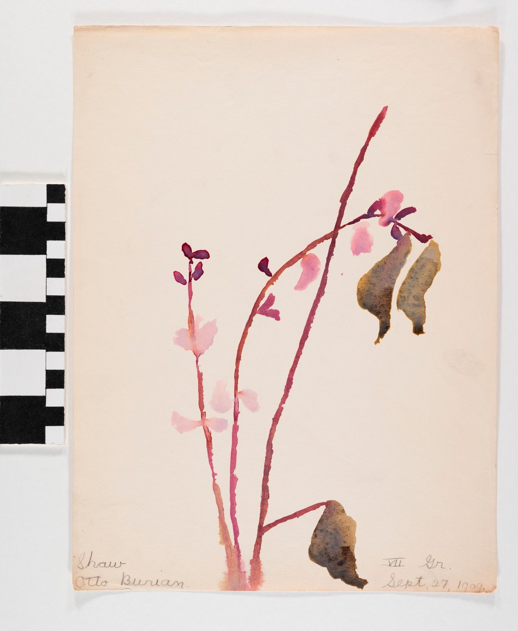 Acquerello su carta di fiori rosati con steli marroni da Otto Burian