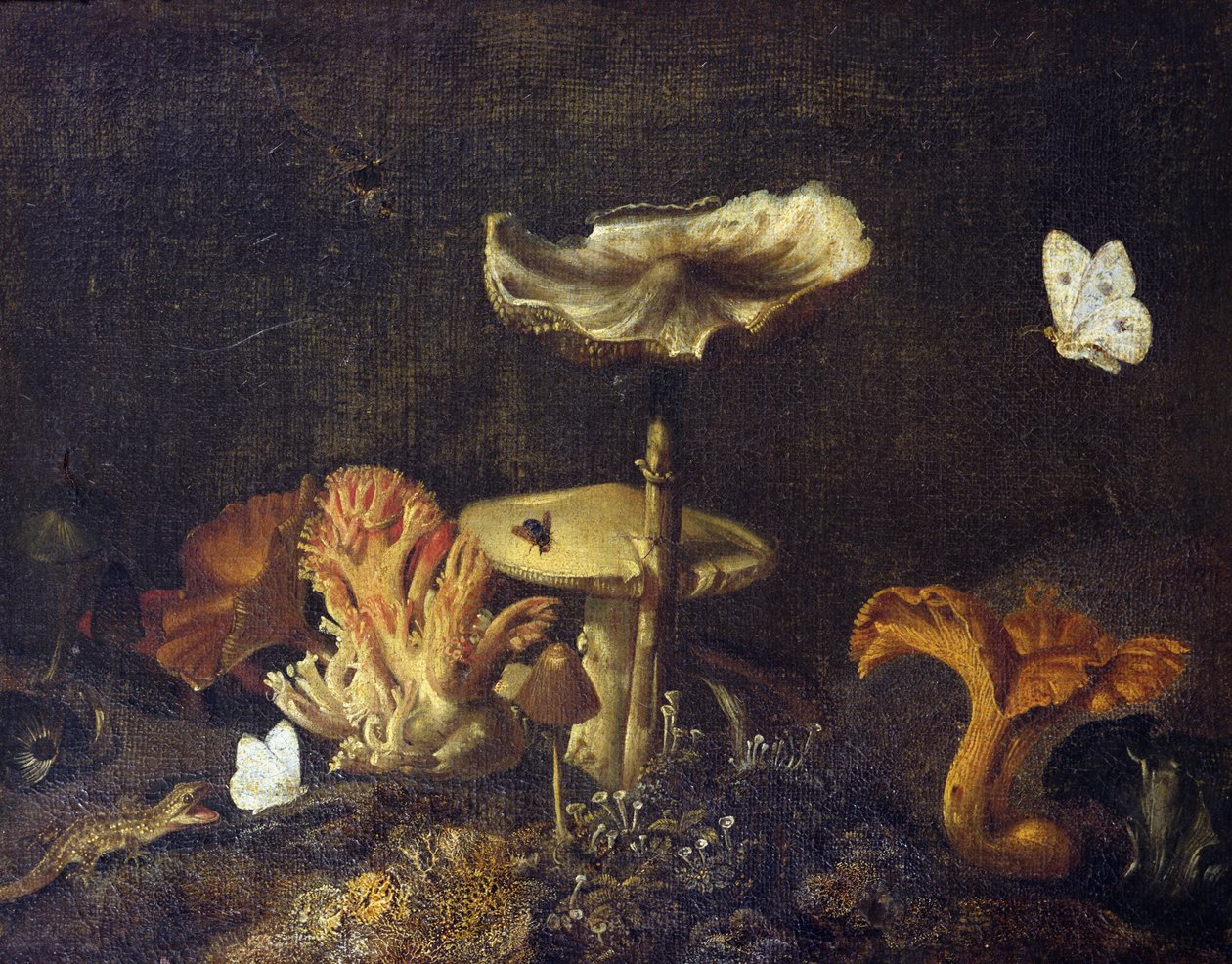 Natura morta con funghi e farfalle da Otto Marseus  van Schrieck