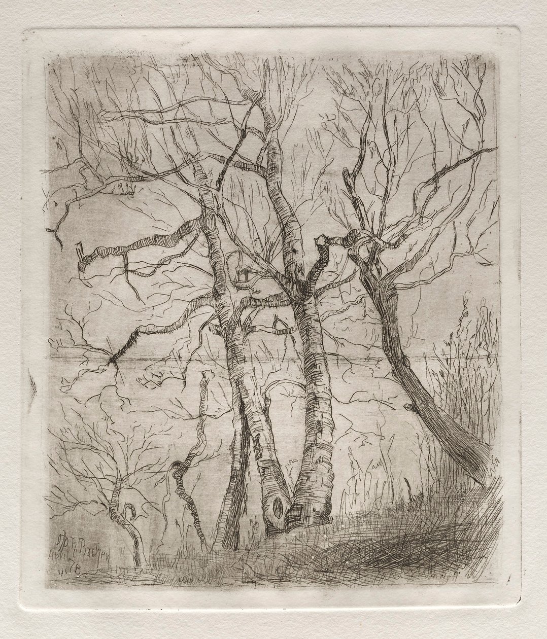 Alberi, 1878 da Otto H. Bacher