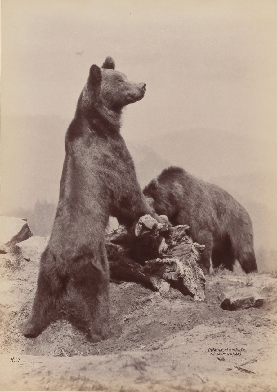 [Due orsi], 1889 da Ottomar Anschütz