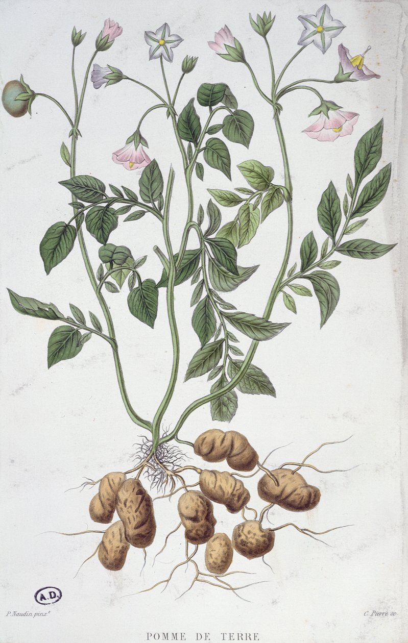 Fiori di patata (incisione a colori) da P Naudin