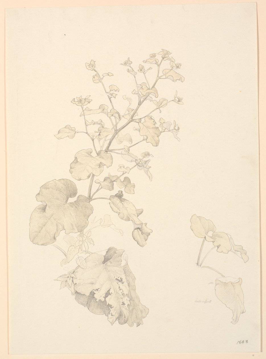Piante di acetosa da P.C. Skovgaard