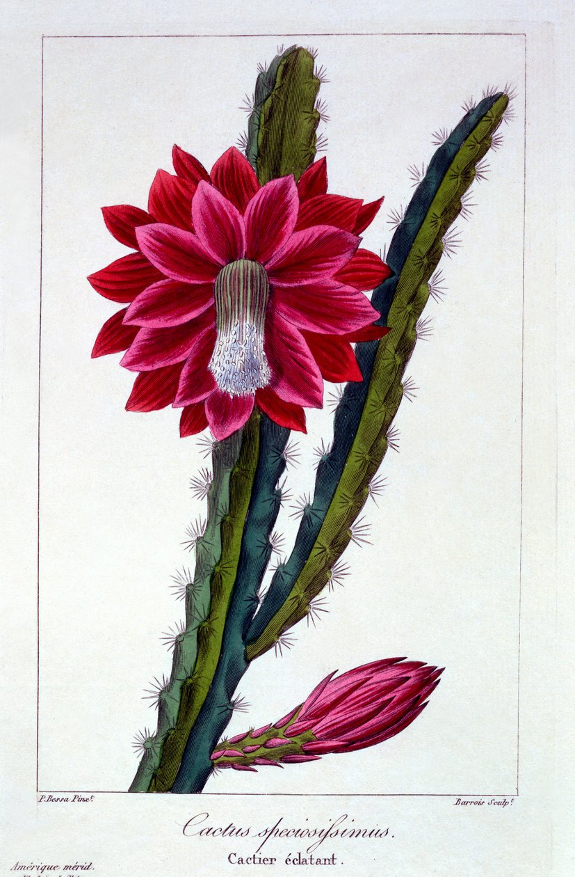 Cactus, pub. 1836 da Panacre Bessa