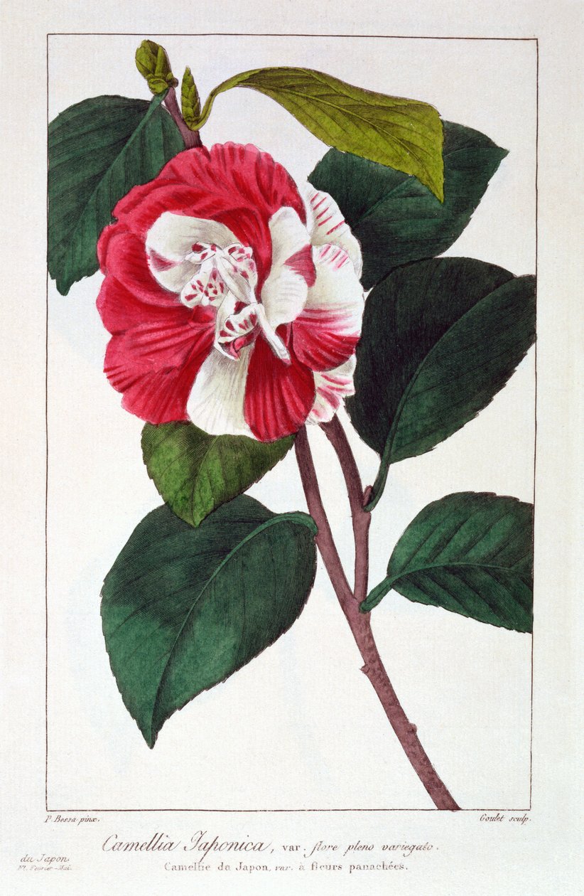 Camellia Japonica, pub. 1836 da Panacre Bessa