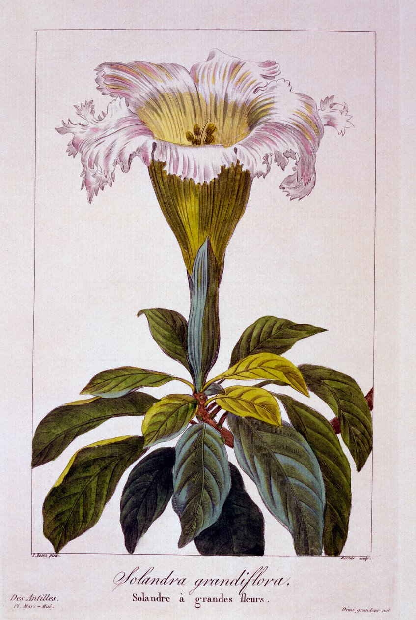 Vite del calice, pub. 1836 da Panacre Bessa