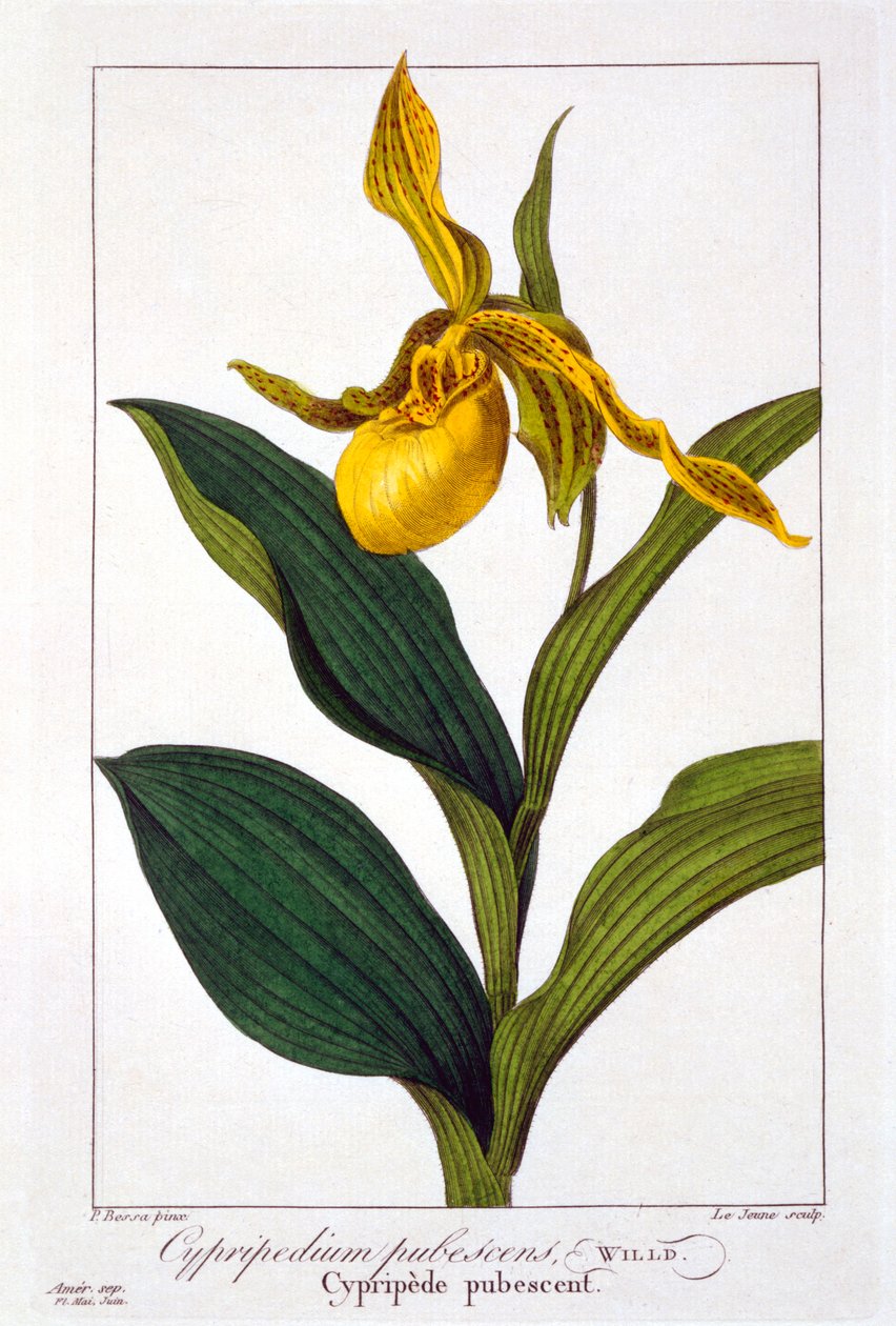 Cypripedium da Panacre Bessa