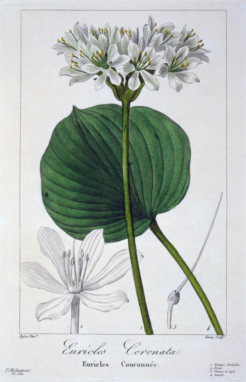 Euricles coronata, pub. 1836 da Panacre Bessa