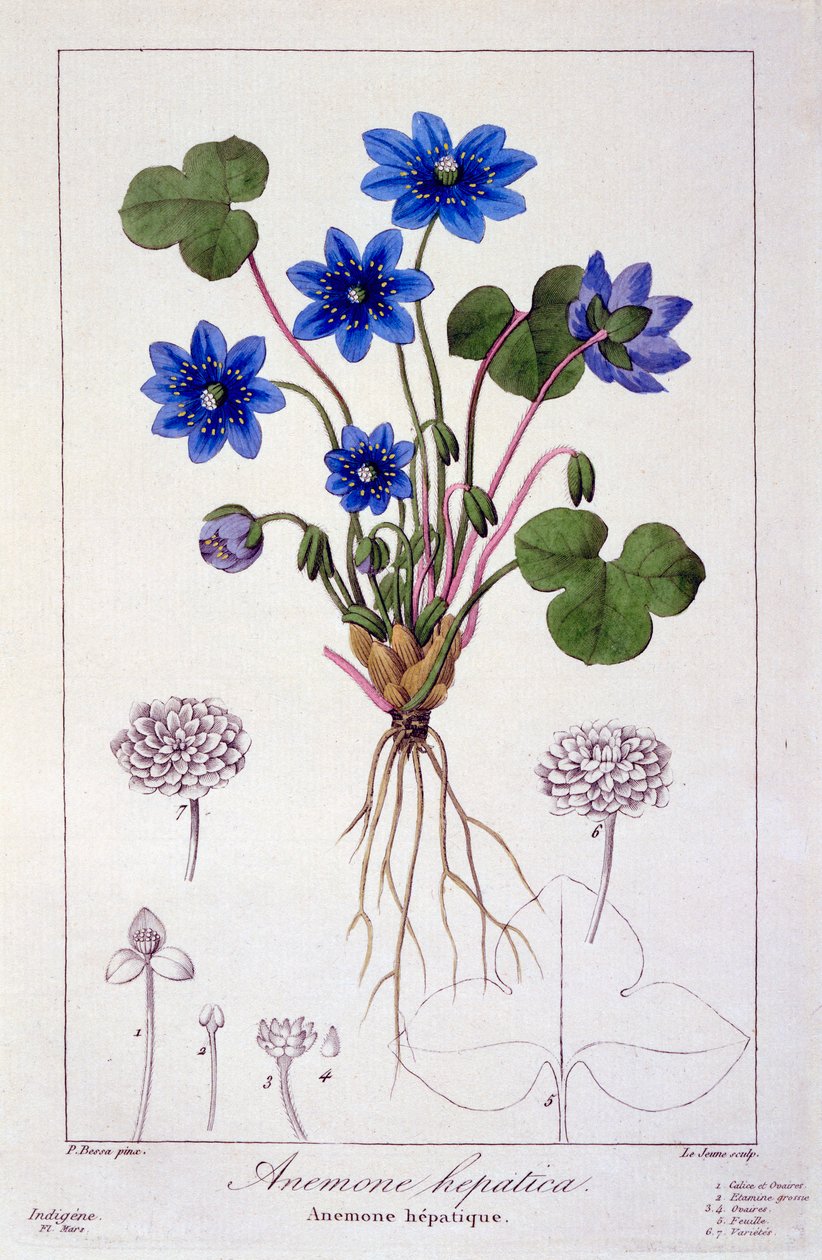 Hepatica nobilis, pub. 1836 da Panacre Bessa