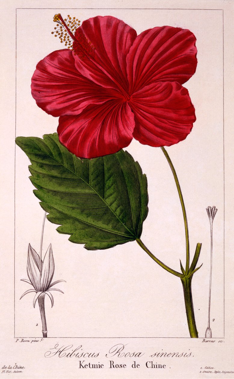 Ibisco: H. rosa-sinensis, pub. 1836 da Panacre Bessa