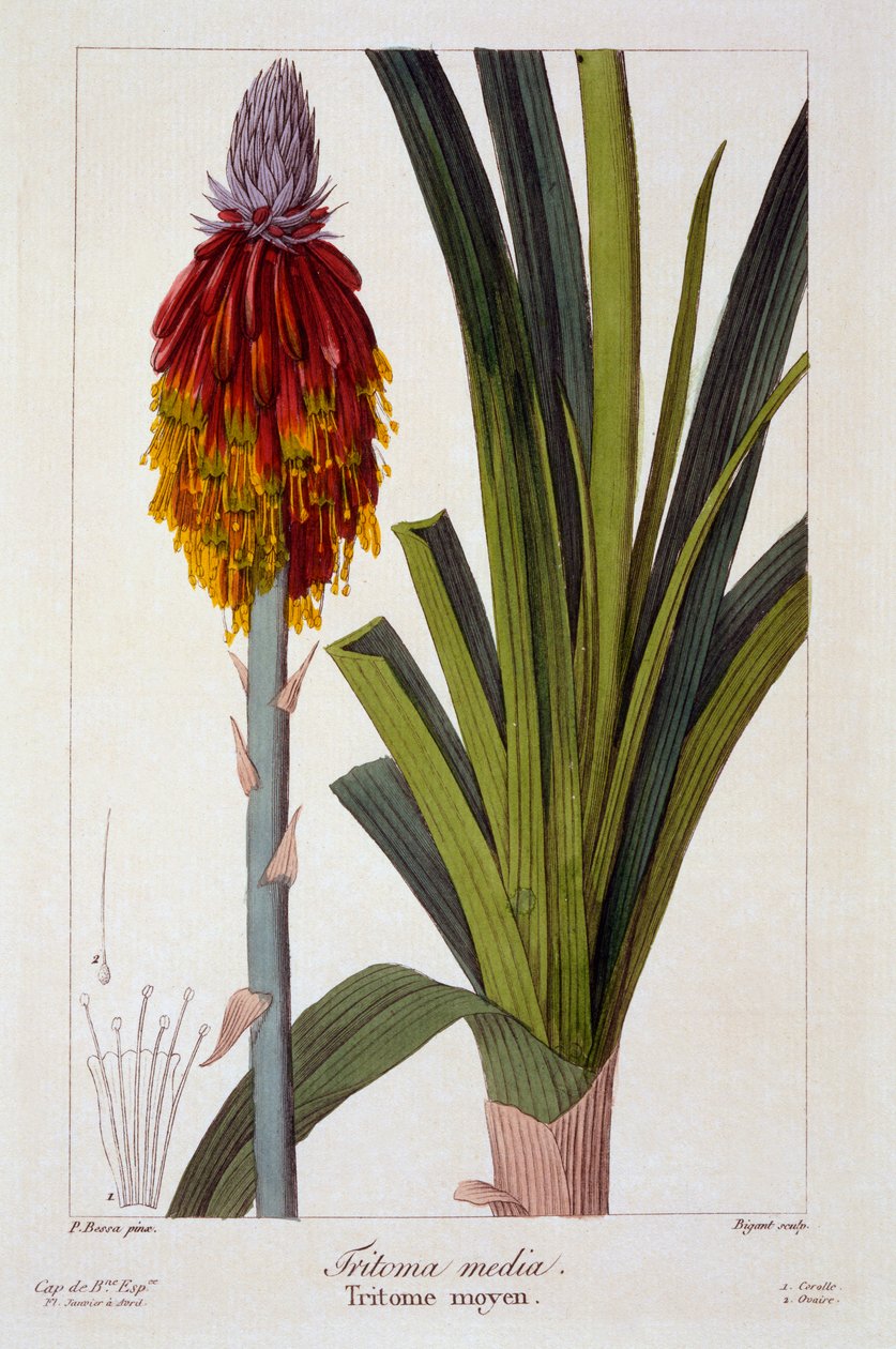 Kniphofia, 1836 da Panacre Bessa