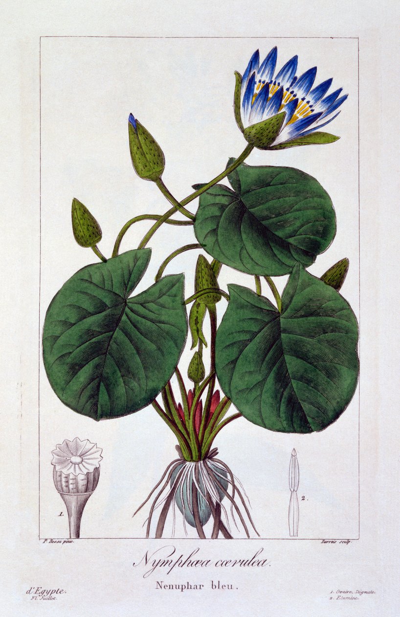 Nymphaea caerulea, pub. 1836 da Panacre Bessa