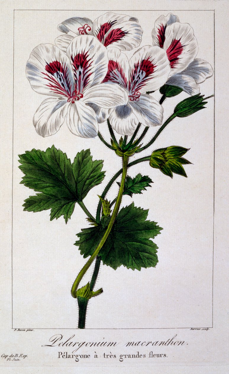 Pelargonium Macranthon, pub. 1836 da Panacre Bessa