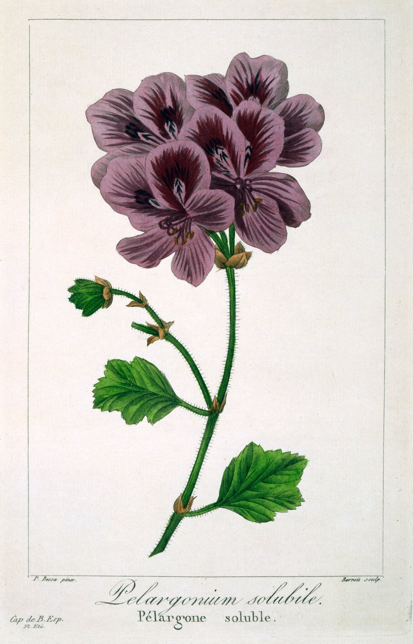 Pelargonium, 1836 da Panacre Bessa