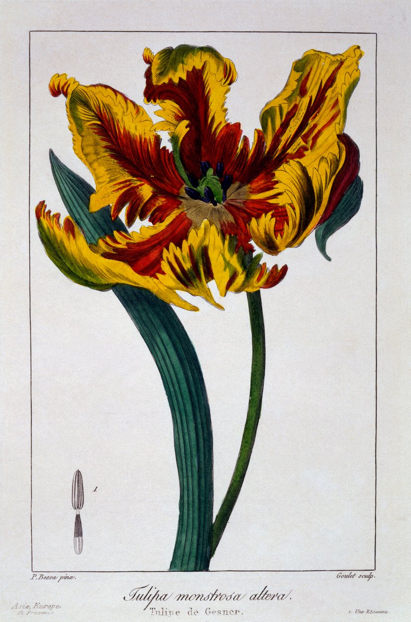 Tulipano 