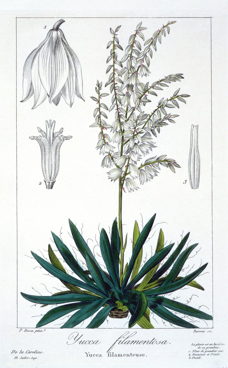 Yucca filimentosa, pub. 1836 da Panacre Bessa