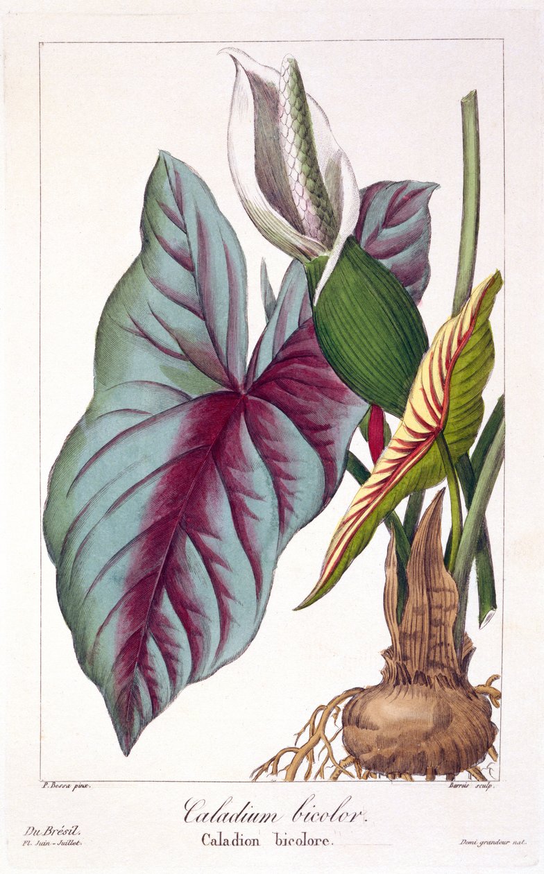 Caladium bicolor, 1836 da Pancrace Bessa