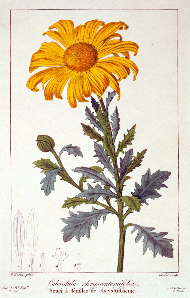 Calendula officinalis, o Calendula, 1836 da Pancrace Bessa