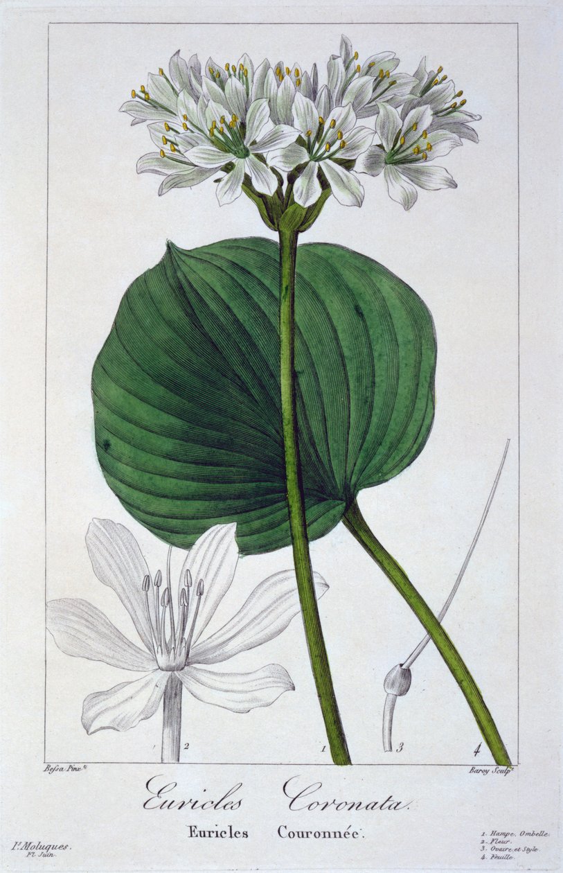 Euricles coronata, 1836 da Pancrace Bessa