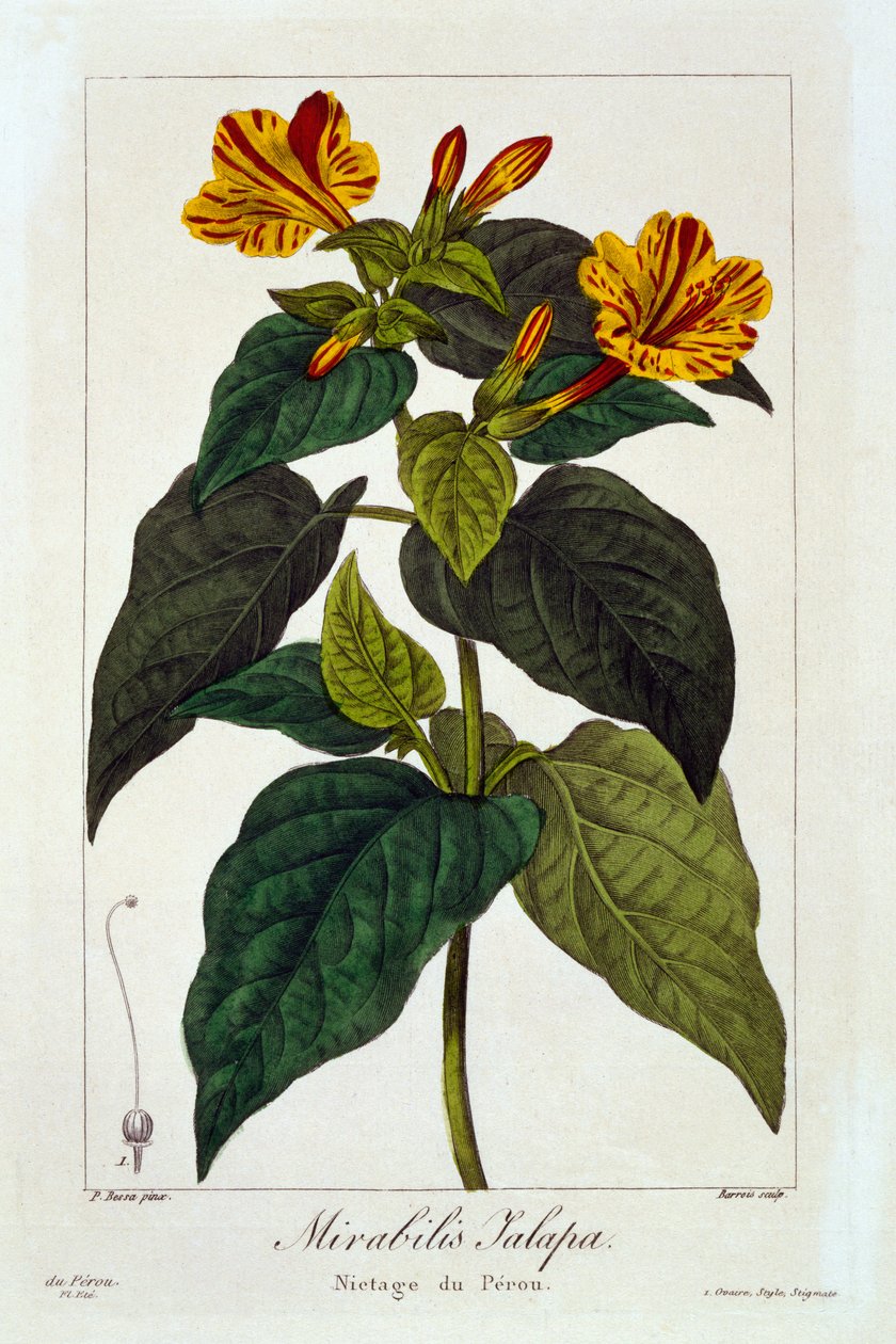 Ipomea purga, 1836 da Pancrace Bessa