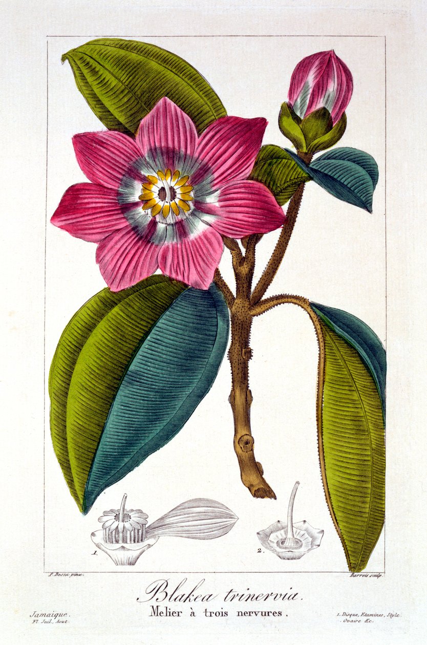 Melier, 1836 da Pancrace Bessa