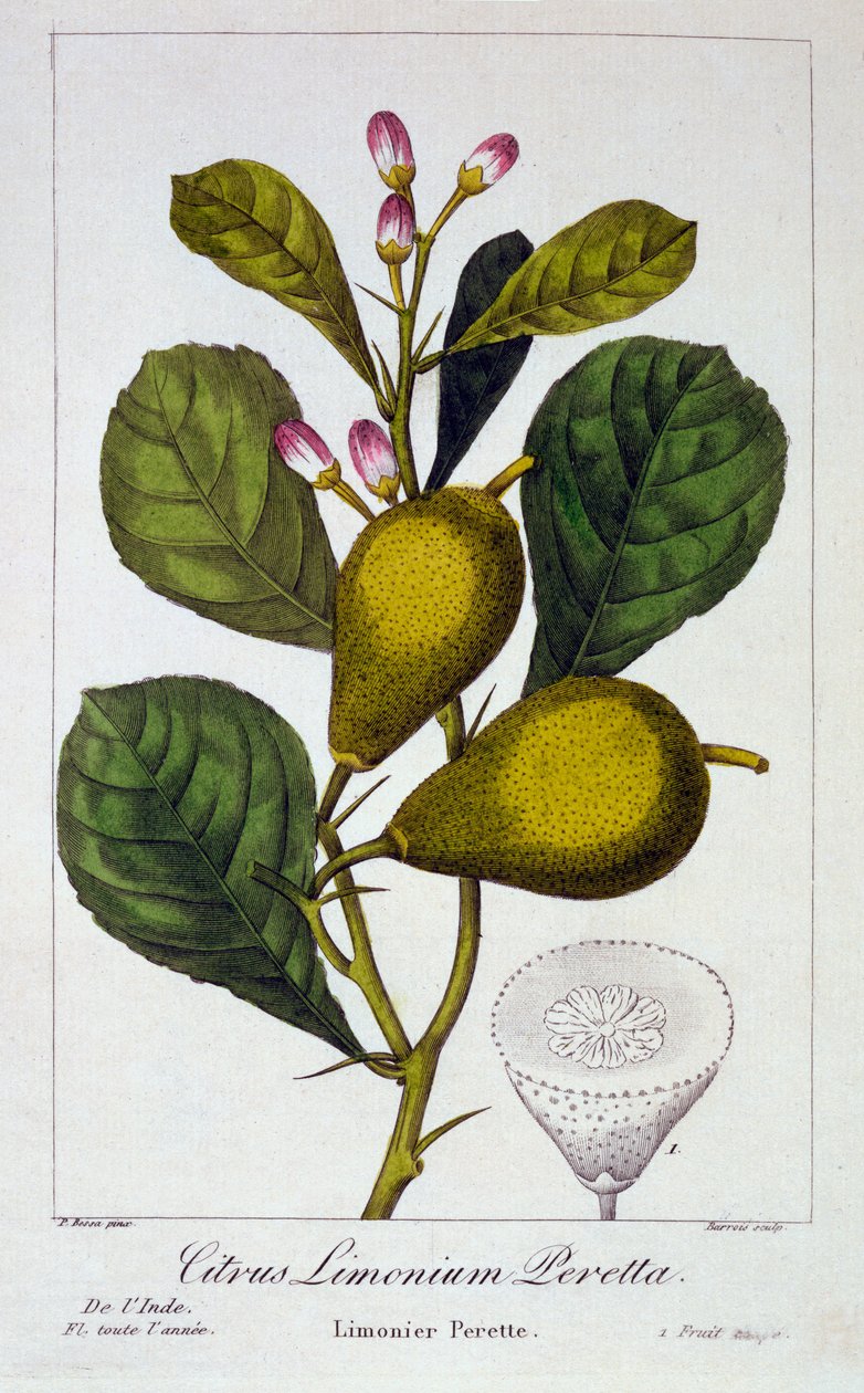 Limone Peretta, 1836 (incisione colorata a mano) da Pancrace Bessa