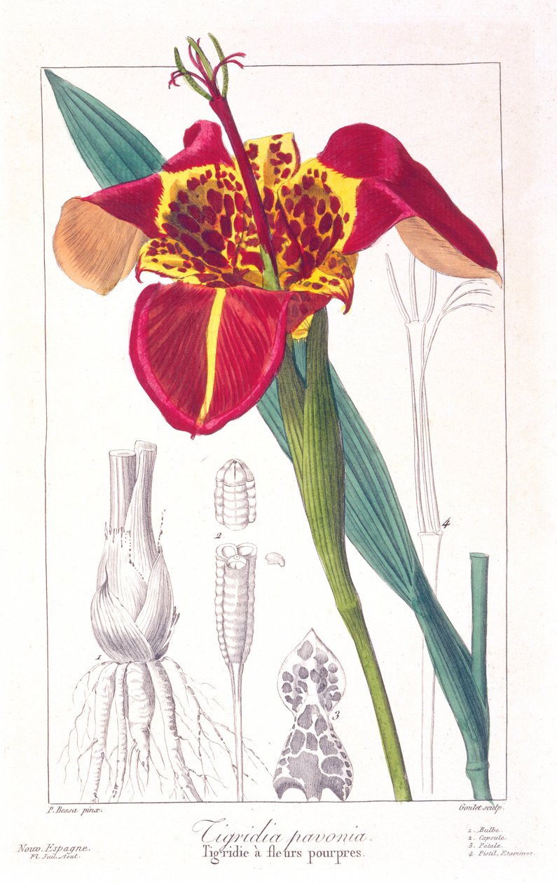 Fiore di tigre o fiore di pavone, 1836 da Pancrace Bessa