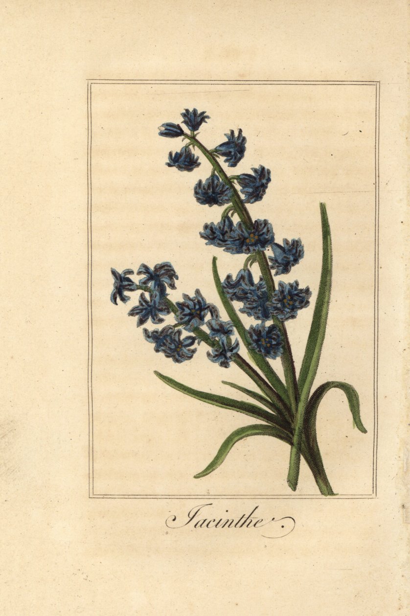 Giacinto, Hyacinthus orientalis da Pancrace (after) Bessa
