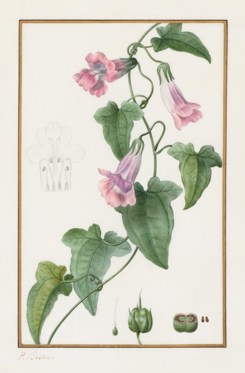 Botanica: Maurandia semperflorens, 1836 da Pancrace Bessa
