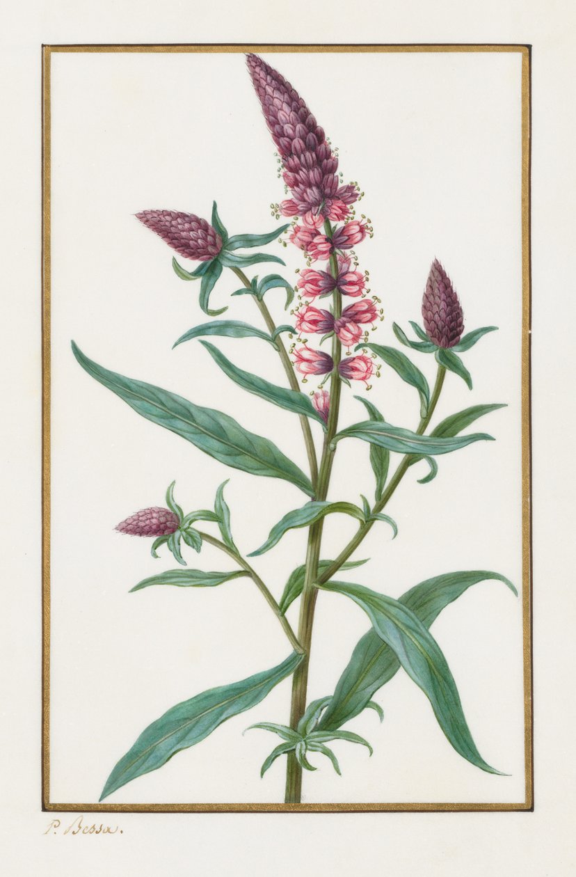 Senza titolo, 1828-1835 da Pancrace Bessa
