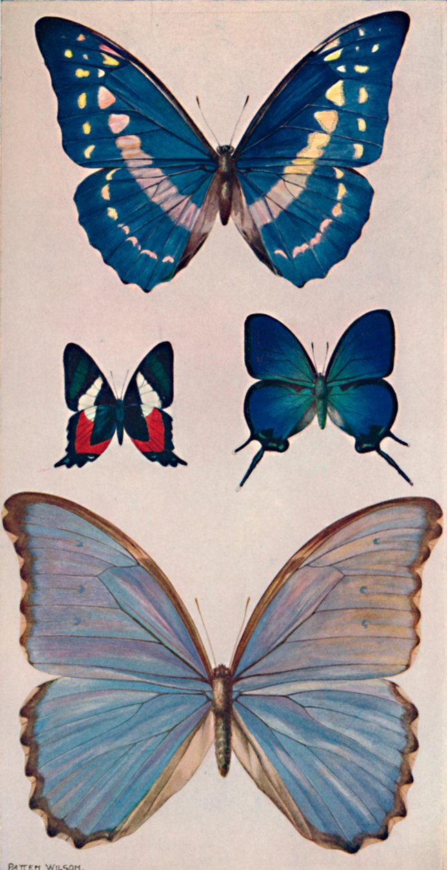 Alcune farfalle di Rios, 1914 da Patten Wilson
