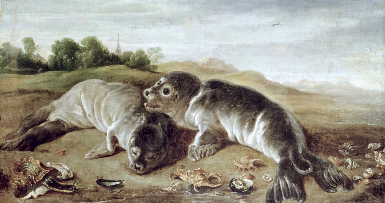Due giovani foche sulla riva, c.1650 da Paul De Vos