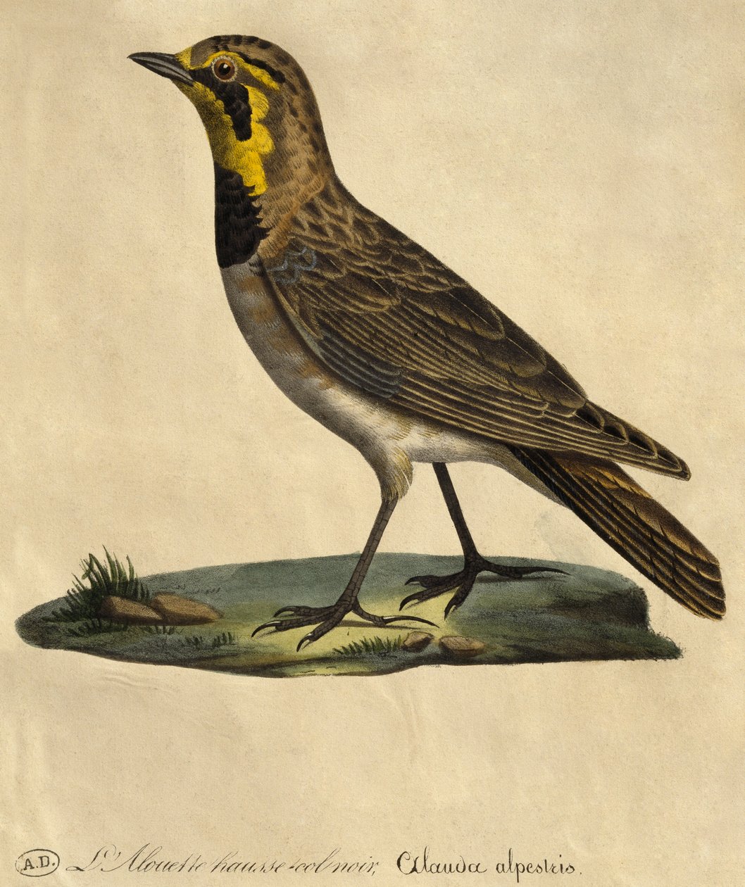 Allodola con collare nero (incisione a colori) da Paul Louis Oudart