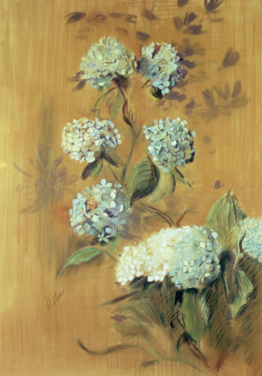 Ortensie da Paul Cesar Helleu