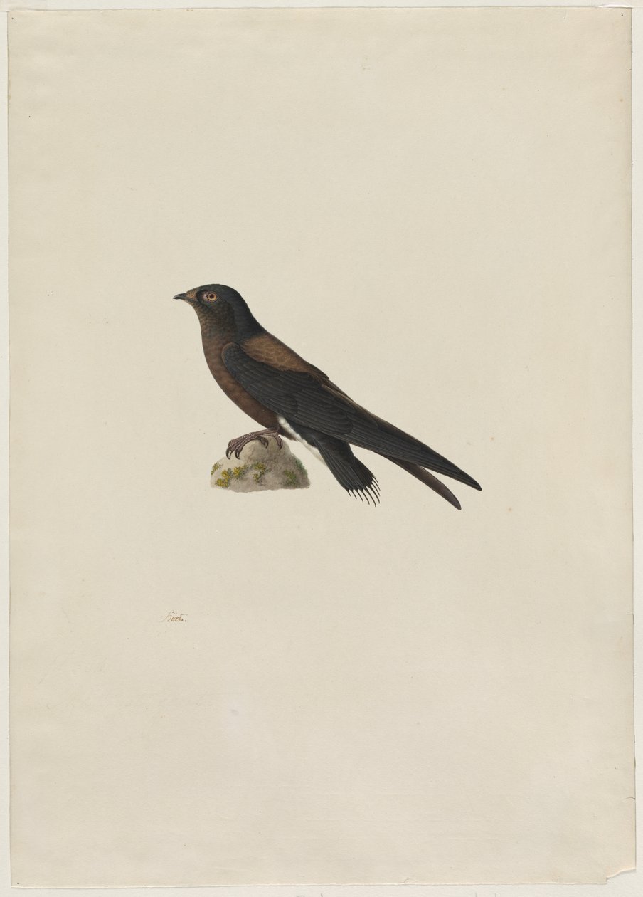 Rondone codanera (Hirundapus caudaculus) da Paul Huet
