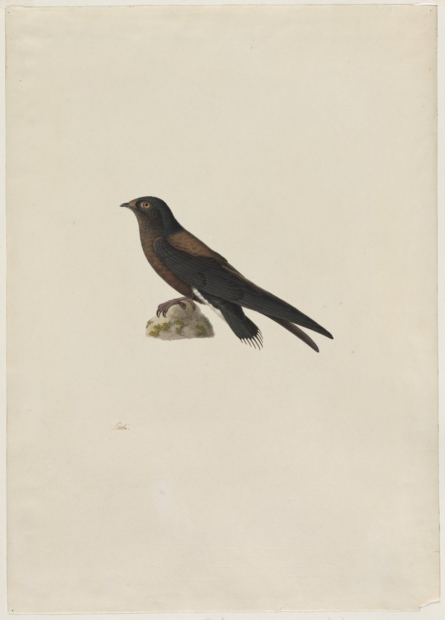 Rondone codanera Hirundapus caudaculus, 1800s da Paul Huet
