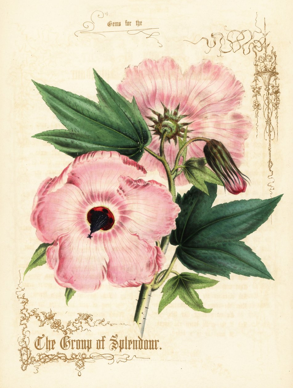 Fiori di ibisco rosa e fogliame da Paul Jerrard