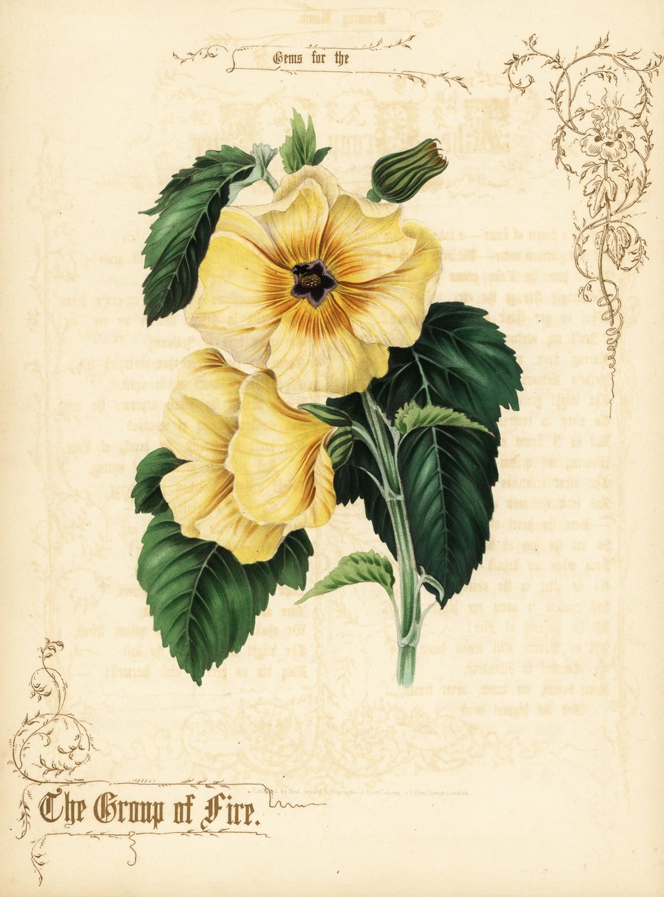 Fiori e fogliame di ibisco giallo da Paul Jerrard