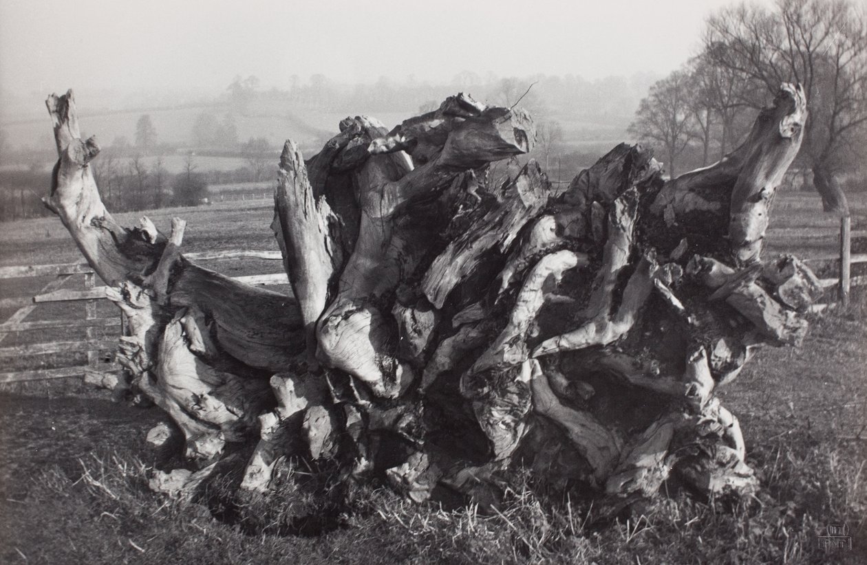 Laocoonte", Fattoria di Carswall, Newent, Gloucestershire da Paul Nash