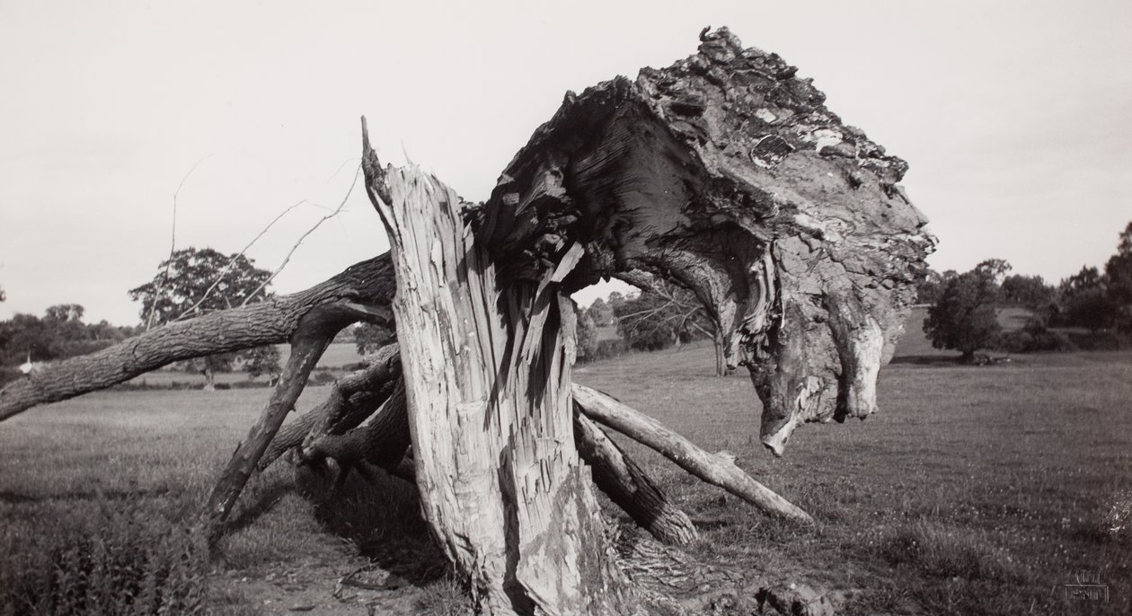 Monster Field", Carswall