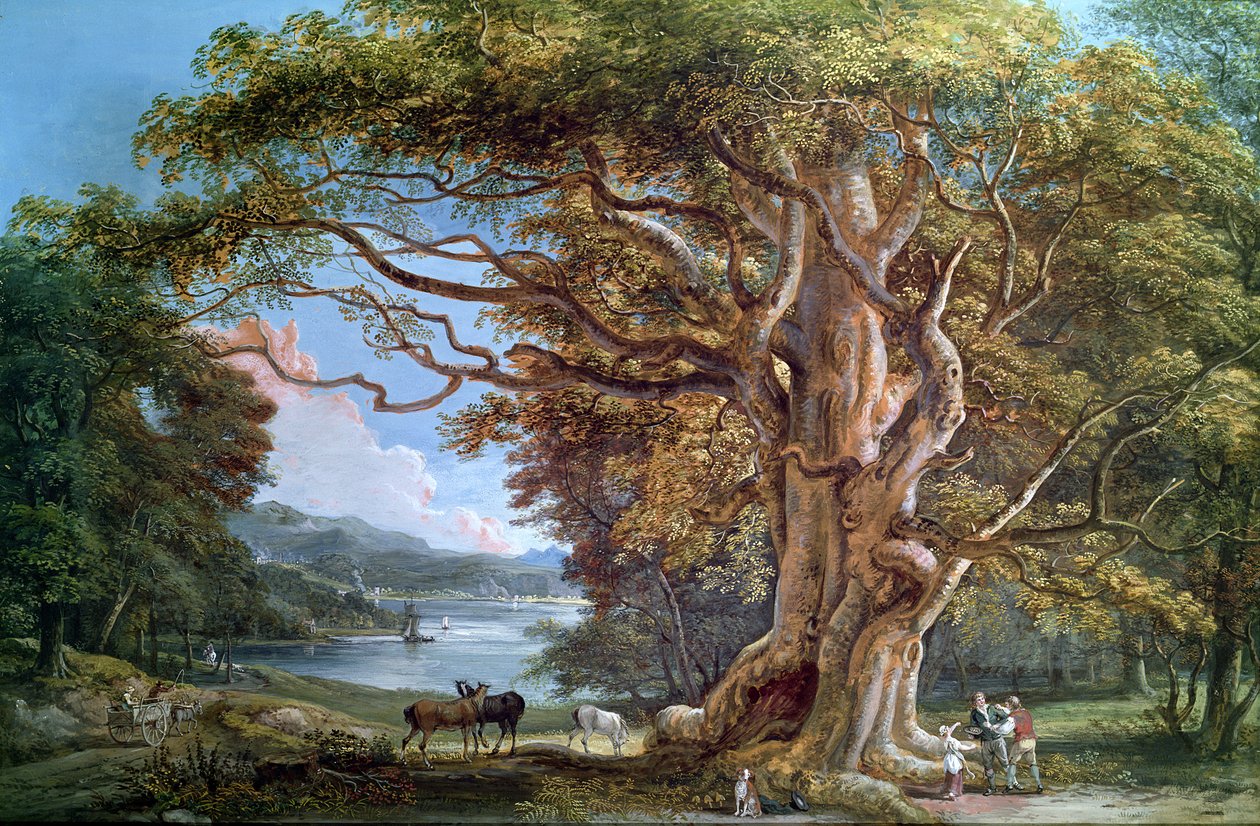 Un antico faggio, 1794 da Paul Sandby