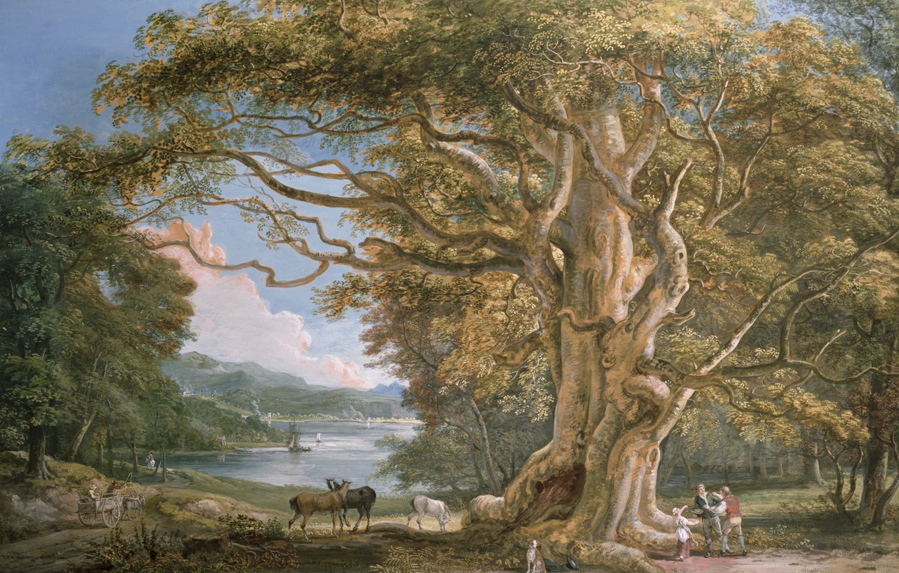 Antico faggio da Paul Sandby